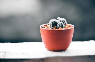 cactus sur la terrasse avec flou fond de jour de pluie
