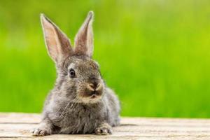 portrait d'un mignon lapin gris moelleux avec des oreilles sur un fond vert naturel photo