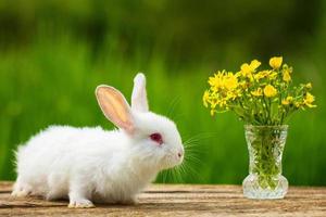 un petit lapin blanc moelleux mignon est assis avec un bouquet de fleurs sur un fond vert naturel lors d'une journée de printemps ensoleillée photo