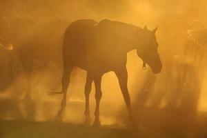 chevaux dans la poussière photo