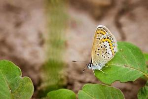 gros plan papillon tacheté photo