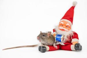 Rat mignon gris sur fond blanc avec isolant du père noël photo