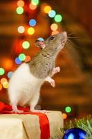 portrait d'un rat avec un cadeau sur un fond de nouvel an avec bokeh photo