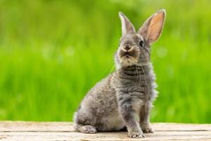 portrait d'un mignon lapin gris moelleux avec des oreilles sur un fond vert naturel photo