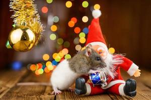 rat mignon dans un décor de noël, père noël et bokeh photo