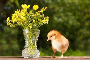 poulet mignon rouge sur un fond en bois avec un bouquet de fleurs jaunes sur le fond de la nature photo