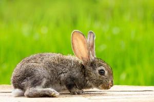 portrait d'un mignon lapin gris moelleux avec des oreilles sur un fond vert naturel