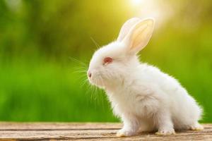 portrait d'un drôle de lapin blanc sur fond naturel vert photo