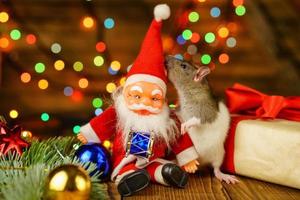 rat heureux avec le père noël et cadeau sur fond bois bokeh multicolore photo