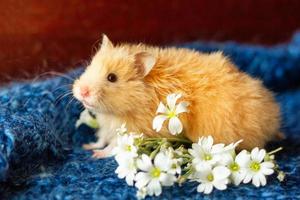 hamster moelleux avec des fleurs sur fond bleu photo