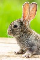 beau lapin gris drôle sur un fond vert naturel photo