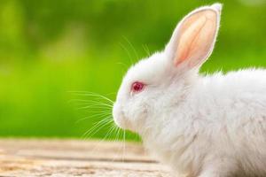 portrait d'un drôle de lapin blanc sur fond naturel vert photo