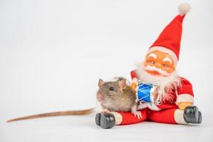 rat mignon sur fond blanc isolant du père noël. photo