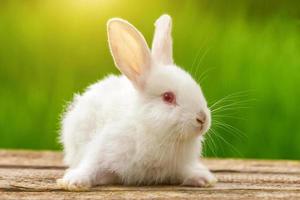 portrait d'un drôle de lapin blanc sur fond naturel vert photo