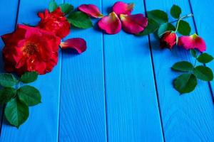 roses rouges sur un fond bleu en bois sous la forme d'un cadre. photo