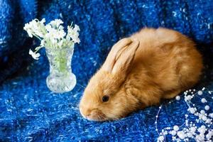 mignon lapin roux moelleux sur fond bleu avec un bouquet de fleurs