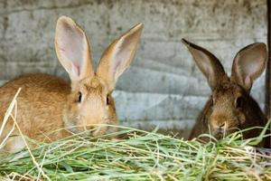 des lapins mignons sont assis à la ferme en train de manger du foin photo