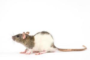rat à main décoratif sur fond blanc photo