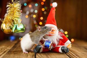 rat mignon dans un décor de noël, père noël et bokeh photo