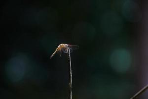 libellule dans la forêt photo