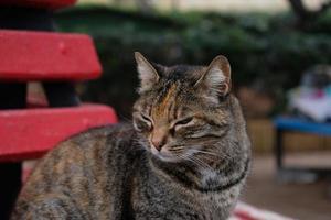 portrait en gros plan du visage de chat rayé de profil. le museau d'un chat rayé aux yeux verts, longue moustache blanche, nez rose. photo