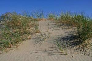 dunes de sable au bord de la mer baltique. l'ammophile qui pousse dans le sable. paysage avec plage vue mer, dune de sable et herbe. photo