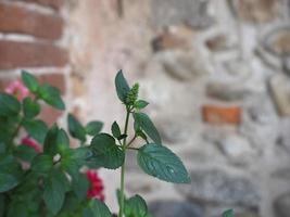 Scientifique de la plante de menthe poivrée. nom mentha piperita photo