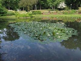 plante de nénuphar scientifique. nom nymphaea dans un étang photo