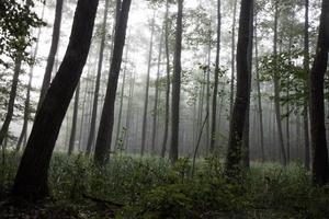 forêt brumeuse en automne photo