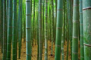 forêt de bambu
