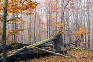 forêt d'automne photo