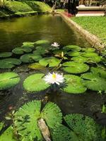 fleur de lotus qui ne fleurit que le jour photo