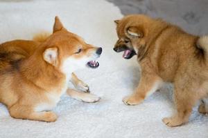 mère de chien japonais shiba inu en colère contre son chiot et lui contre elle. petit chiot moelleux brun. photo