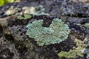 Lichens vert clair en forme de coeur gros plan sur une pierre dans la forêt. flavoparmelia caperata photo