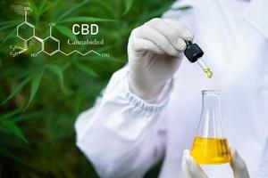 formule cbd cannabidiol, gouttelettes dosant une plante de chanvre biologique et écologique pharmaceutique à base de plantes, marijuana médicale et huile, remède alternatif ou médicament, concept de médecine photo