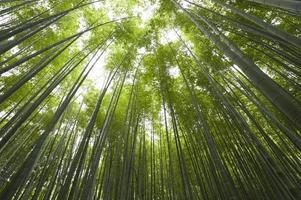vue sur la forêt de bambous