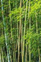 Grand bosquet de bambous frais en forêt photo