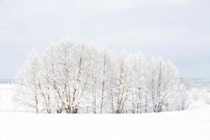forêt de bouleaux en hiver photo