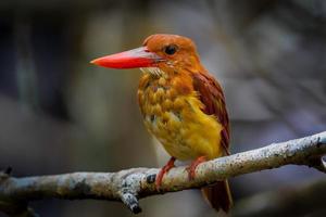 Full frame close up of ruddy kingfisher