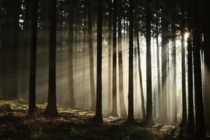 forêt de conifères brumeux à l'aube photo
