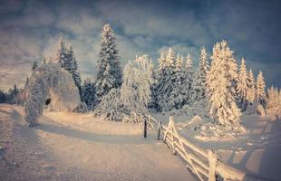 beau paysage d'hiver dans la forêt de montagne.