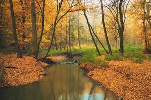 ruisseau qui coule sur la forêt d'automne colorée