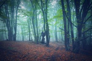 forêt d'automne dans le brouillard. beau paysage naturel. photo