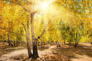 arbres jaunes dans la forêt d'automne à la journée ensoleillée