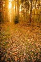 sentier à travers la forêt d'automne brumeuse