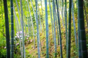la forêt de bambous de kyoto, japon