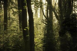 lumière du matin pénétrant dans une forêt sombre atmosphérique. photo