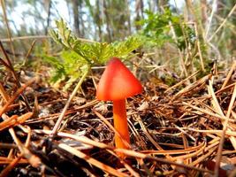 champignon rouge photo