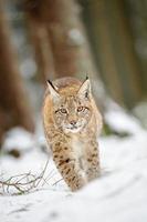 Lynx eurasien cub marche sur la neige en forêt photo