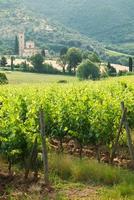 Ancien monastère sant'antimo parmi les vignobles en toscane, italie